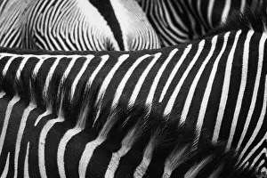 Nature And Wildlife Prints: Beautiful Art of Grevy's Zebra Stripes and Manes at Samburu National Park