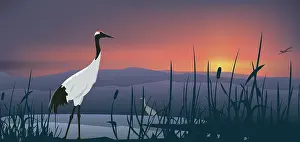 Prints of Beautiful Bird Species, 176220613 Beautiful Bird Species Prints: Beautiful Bird Species, 176220613