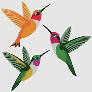 Beautiful Bird Species Gallery: Beautiful Bird Species, 619658024