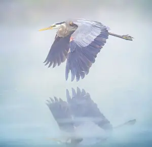 Vicki Jauron Wildlife Photography Prints: Beautiful Blue Misty Pastel Colors and Great Blue Heron in Flight in Pennsylvania