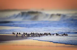 Vicki Jauron Wildlife Photography Prints: Beautiful Blue Wave, Orange Sky and Sanderlings in the Water at Jones Beach, Long Island