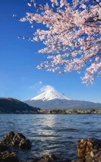 Images Dated 15th April 2015: beautiful cherry blossoms with mount fuji in the morning at lake kawaguchi