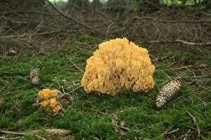 Ground Gallery: Beautiful Clavaria or Yellow-tipped Coral Fungus (Ramaria formosa), Allgaeu, Bavaria, Germany