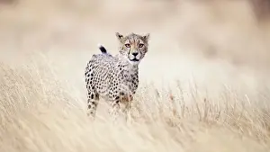 Beautiful Close Up of Cheetah Walking Through Golden Grass in Kenya