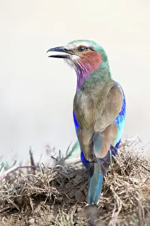 Vicki Jauron Wildlife Photography Prints: Beautiful Close Up Portrait of Lilac Breasted Roller at Lake Nakuru