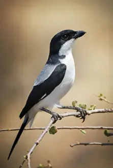Beautiful Close Up of a Taita Fiscal Shrike Bird Against Golden Background at Samburu