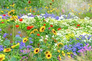 Prints of Wildflower Meadows Wildflower Meadow Prints: Beautiful, colourful flowers in an English cottage summer garden with sunflowers