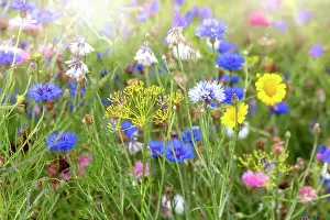 Prints of Wildflower Meadows Wildflower Meadow Prints: Beautiful and colourful flowers in a wildflower meadow in the soft summer sunshine