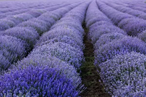 Images Dated 27th June 2017: Beautiful and colourful lavander field
