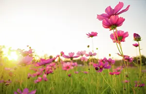 Prints of Cosmos are annual flowers with colorful, daisy-like flowers Wildflower Meadow Prints: ฺBeautiful Cosmos flowers blooming in the nature with sunlight