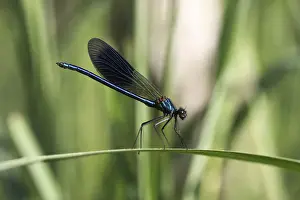 Beautiful Demoiselle -Calopteryx virgo-, male, Ummendorfer Ried Nature Reserve, Ummendorf, Upper Swabia, Baden-Wurttemberg, Germany