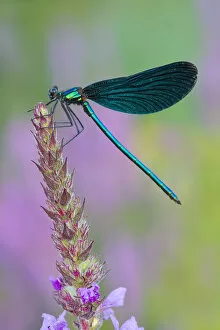 Images Dated 4th July 2014: Beautiful Demoiselle -Calopteryx virgo-, Burgenland, Austria