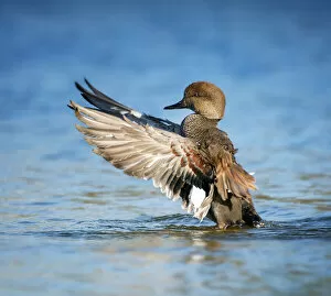 Images Dated 21st November 2017: Beautiful Gadwall Duck Lifting His Wings Against Blue Water