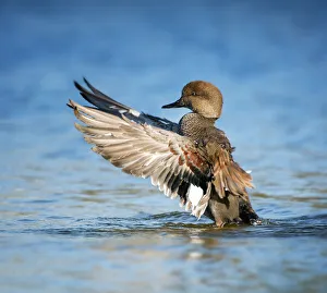 Images Dated 21st November 2017: Beautiful Gadwall Duck Lifting His Wings Against Blue Water