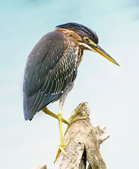 Vicki Jauron Wildlife Photography Prints: Beautiful Green Heron Looking Down While Fishing in Pennsylvania