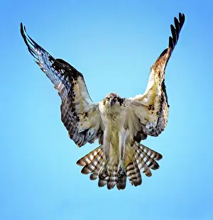 Vicki Jauron Wildlife Photography Prints: Beautiful Hover of Osprey Against Blue Sky at Belmont Lake State Park