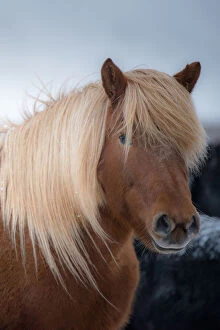 Images Dated 30th October 2013: Beautiful icelandic horse