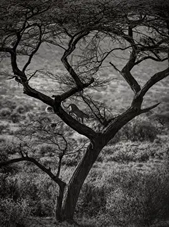 Vicki Jauron Wildlife Photography Prints: Beautiful Landscape and Backlit Leopard Walking Down Tree in Samburu, Kenya