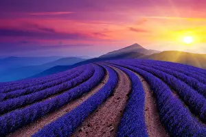 Lavender Dreams: A Journey Through Violet Fields: beautiful Lavender field