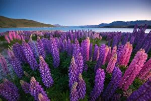 Images Dated 3rd December 2012: Beautiful lupines field over lake Tekapo