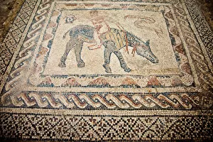 Images Dated 4th June 2009: Beautiful mosaics at Volubilis
