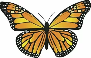 Shape Collection: Beautiful Orange Monarch Butterfly