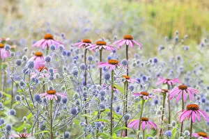 Wildflower Meadows Collection: Beautiful pink Echinacea purpurea coneflowers planted with blue Sea Holly flowers in soft summer