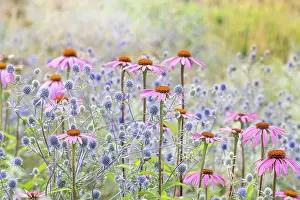 Beautiful pink Echinacea purpurea coneflowers planted with blue Sea Holly flowers in soft summer sunshine