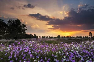 Pink Collection: Beautiful Pink and White Wild Cosmos Wild Flowers Blooming in a Large Field at Sunset