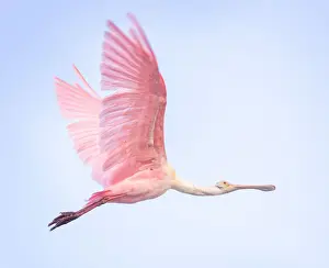 Beautiful Roseate Spoonbill in Pink Flying Against Blue Sky at Fort Myers Beach, Florida
