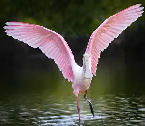Beautiful Roseate Spoonbill with Wings Lifted at Fort Myers Beach, Florida