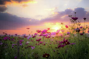 Pink Collection: Beautiful rural landscape with sunrise and open meadow Yellow flowers bloom in the spring fields