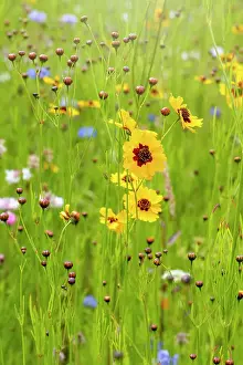 Prints of Wildflower Meadows Wildflower Meadow Prints: Beautiful summer Coreopsis flowers in a wildflower meadow also known as Tickseed