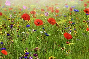 Wildflower Meadows Collection: A beautiful summer English wildflower meadow with vibrant red corn poppies in Hazy sunshine