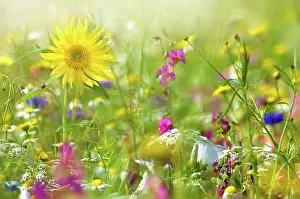 Prints of Wildflower Meadows Wildflower Meadow Prints: A beautiful summer English wildflower meadow with a vibrant yellow sunflower in Hazy sunshine