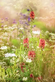 Prints of Wildflower Meadows Wildflower Meadow Prints: Beautiful summer flowers in hazy sunshine including Verbascum and Queen Anne's lace