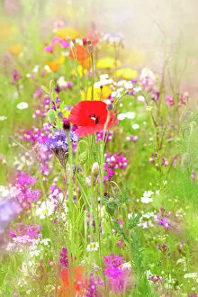 Wildflower Meadows Collection: beautiful summer meadow in an English cottage garden with red poppies and wildflowers