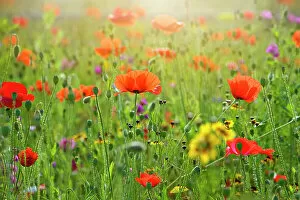 Wildflower Meadows Collection: A beautiful summer wild flower poppy meadow, Field Poppy is also sometimes called Common Poppy