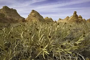 Pinnacle Rock Formation Collection: Beautiful thistles and sandstone formations, AZ