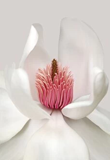Images Dated 24th February 2008: Beautiful White Magnolia Flower Detail