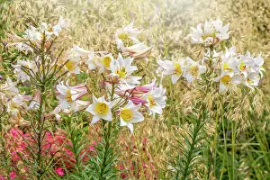 Prints of Wildflower Meadows Wildflower Meadow Prints: Beautiful white, summer flowers of Lilium Regale and soft Stipa ornamental grasses