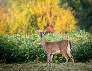 Images Dated 24th November 2017: Beautiful White Tailed Deer Against Fall Colors in Pennsylvania