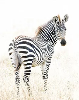 Images Dated 27th November 2016: Beautiful Zebra Portrait