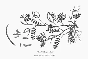 Locoweed Prints: Beautifully Illustrated Antique Engraved Sand Birdas Foot, Ornithopus ebracteatus