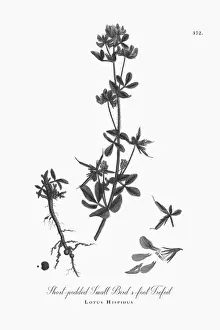 Beautifully Illustrated Antique Engraved Short-podded Small Birdas-foot Trefoil, Lotus Hispidus