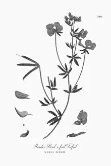 Trefoil Prints: Beautifully Illustrated Antique Engraved Slender Birdas-foot Trefoil, Lotus tenuis
