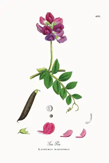 Beautifully Restored, Antique Engraved and Hand-Colored Victorian Botanical Illustration, 1863