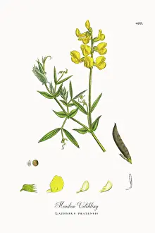 Beautifully Restored, Antique Engraved and Hand-Colored Victorian Botanical Illustration, 1863