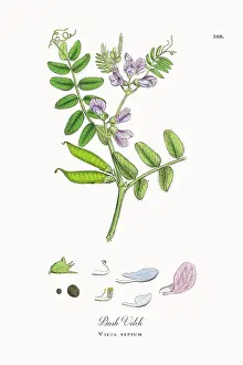 Beautifully Restored, Antique Engraved and Hand-Colored Victorian Botanical Illustration, 1863
