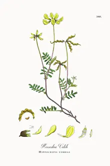 Beautifully Restored, Antique Engraved and Hand-Colored Victorian Botanical Illustration, 1863